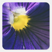 Fotografia macro pansy elegante