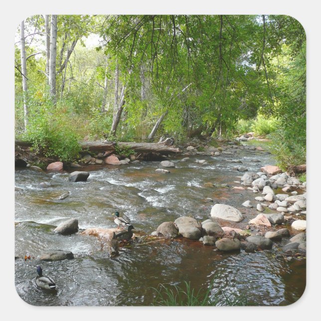 Adesivo Quadrado Fotografia natural de Oak Creek e Mallard Patos (Frente)