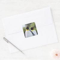 Fotografia orgulhosa do rei dos pinguins