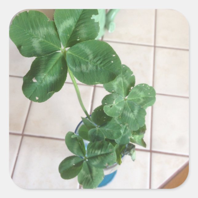Adesivo Quadrado Four leaf clovers (Frente)