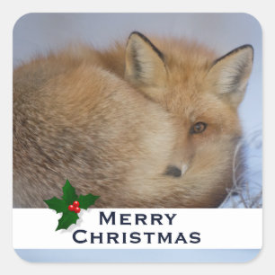 Adesivo Quadrado Fox Raposa Bonita Enrolada Foto de inverno Natal