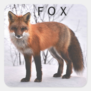 Adesivo Quadrado Fox vermelho bonito na neve