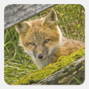Adesivo Quadrado Fox vermelho novo que olha através da cerca em Sa