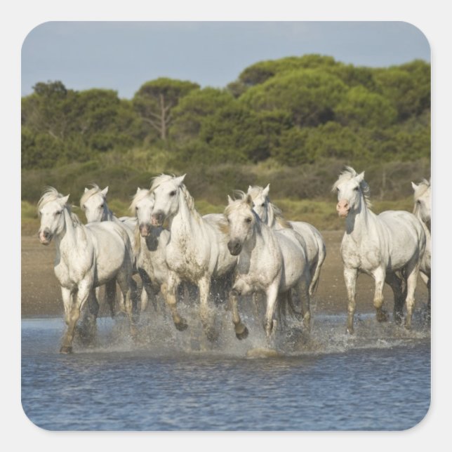 Adesivo Quadrado França, Camargue. Cavalos correm pelo estuário 3 (Frente)