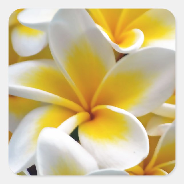 Adesivo Quadrado Frangipani Plumeria Flower Photo (Frente)