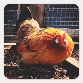 Adesivo Quadrado Frango laranja