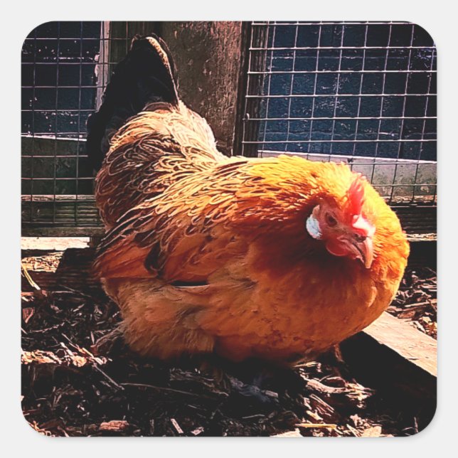 Adesivo Quadrado Frango laranja (Frente)