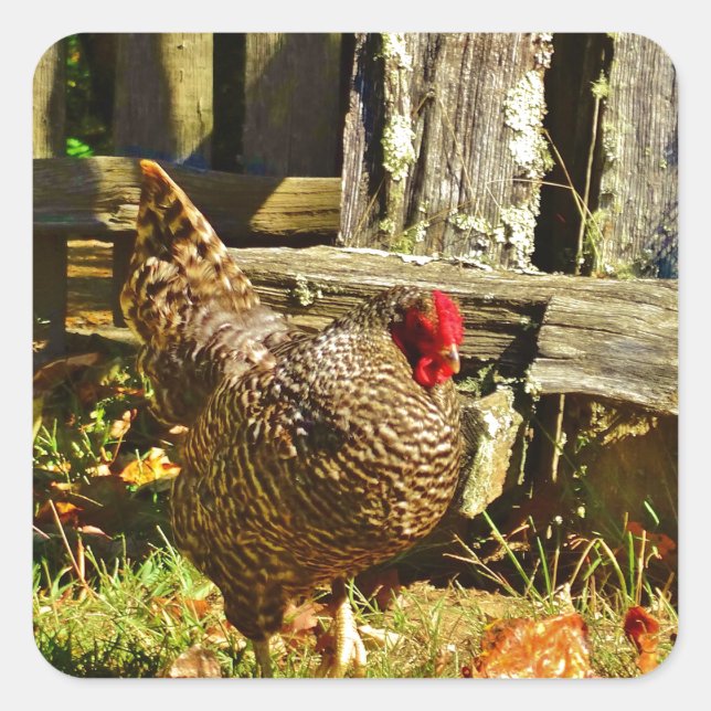 Adesivo Quadrado Frango preto e branco no pátio (Frente)