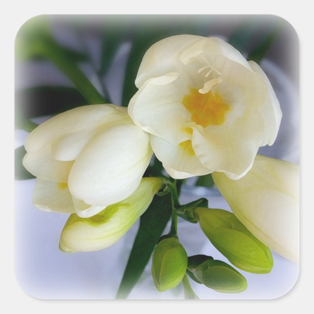 Adesivo Quadrado freesia amarela branca (Frente)