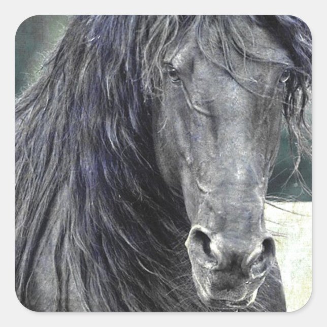 Adesivo Quadrado Frésio Stallion (Frente)