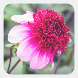 Adesivo Quadrado Frilly Pink e Magenta Dahlia
