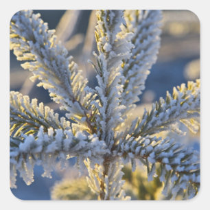 Adesivo Quadrado Frost on Evergreen tree, Homer, Alaska