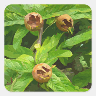 ADESIVO QUADRADO FRUTA DA NÊSPERA