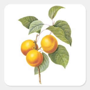 Adesivo Quadrado Fruta de Comida de safra, Pêssego de damasco por m