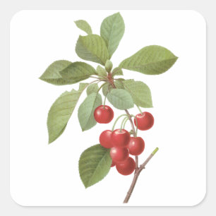 Adesivo Quadrado Fruta Vintage Cereja Comida, Cerejas por Redoute