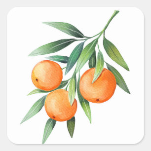 Adesivo Quadrado Frutas Laranja De Aquarela: Ramais Isolados.