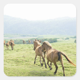 Adesivo Quadrado Funcionamento dos cavalos