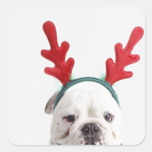 Adesivo Quadrado fundo branco, buldogue branco, vermelho