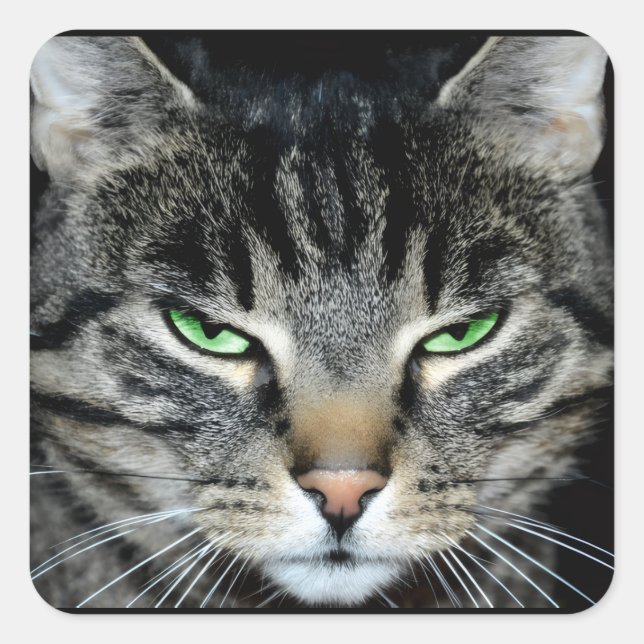 Adesivo Quadrado Funny Angry Grumpy Judgemental Cat (Frente)