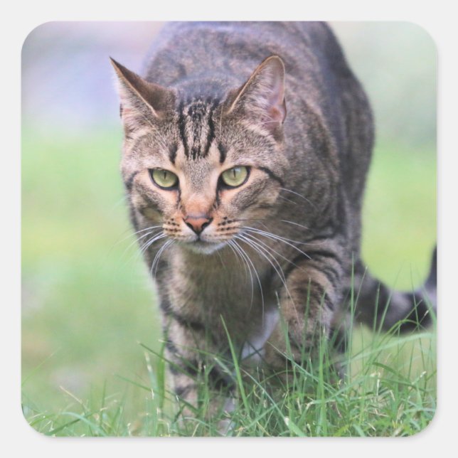 Adesivo Quadrado Gabe (Frente)