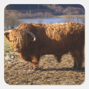Adesivo Quadrado Gado Bull das montanhas, Scotland