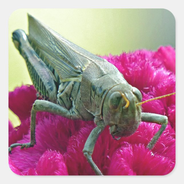 Adesivo Quadrado Gafanhoto em Cockscomb (Frente)