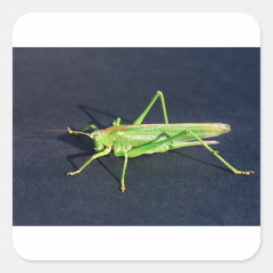 Adesivo Quadrado Gafanhoto verde sentado sobre fundo preto.JPG