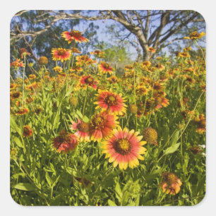 Adesivo Quadrado Gaillardia pulchella flores silvestres