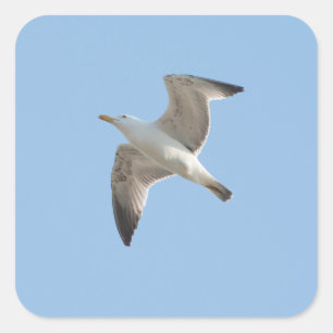 Adesivo Quadrado Gaivota