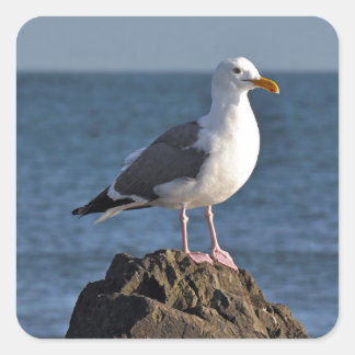 Adesivo Quadrado Gaivota branca e oceano