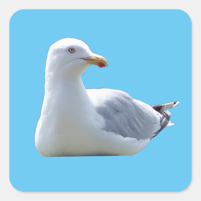 Adesivo Quadrado Gaivota-de-patas-amarelas Descansando Arte da Natu (Frente)