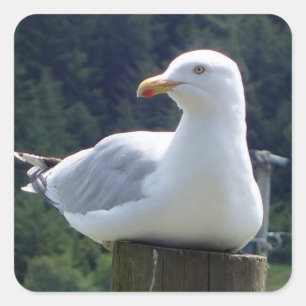 Adesivo Quadrado Gaivota Deitada Num Poste de Cerca Arte de Ave Cos