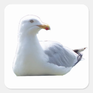 Adesivo Quadrado Gaivota em Pose Tranquila – Arte da Vida Selvagem 