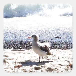 Adesivo Quadrado gaivota pelo oceano na imagem da praia