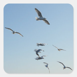 Adesivo Quadrado Gaivotas Voando Arte da Natureza Costeira Oceano P