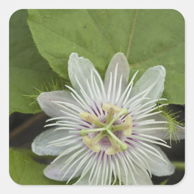 Adesivo Quadrado Galápagos Flor Passiflora foetida (Frente)