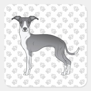 Adesivo Quadrado Galgo Italiano Azul e Branco com Patas