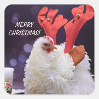 Galinha de Natal - Pet Bantam Cochin Fragmentado