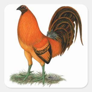 Adesivo Quadrado Galo do vermelho do gengibre do Gamecock