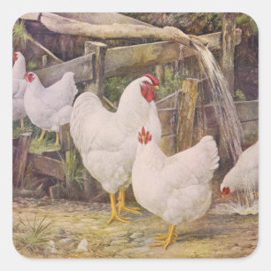 Adesivo Quadrado galo e galinhas de fazenda vintage fofos