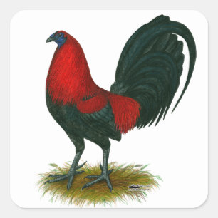 Adesivo Quadrado Gamecock americano: Vermelho de Brown