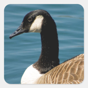Adesivo Quadrado Ganso canadense - canadensis do Branta