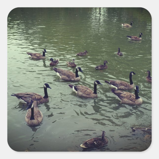 Adesivo Quadrado Gansos Canadianos e Patos de Mallard (Frente)