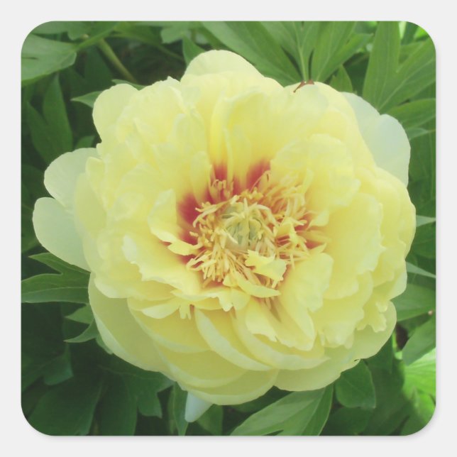 Adesivo Quadrado Garden Lovely Bartzella Yellow Peony Phot (Frente)