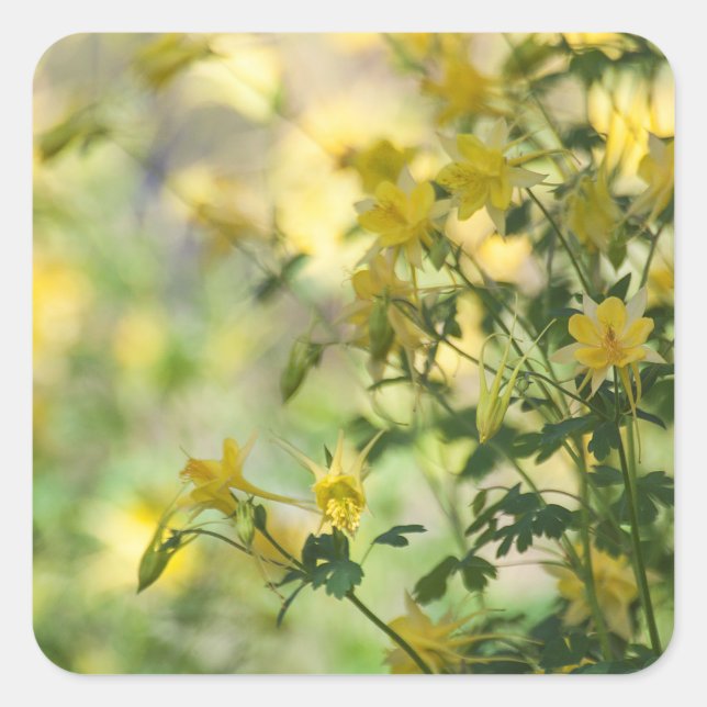 Adesivo Quadrado Garra de gatos no sol da Arizona (Frente)