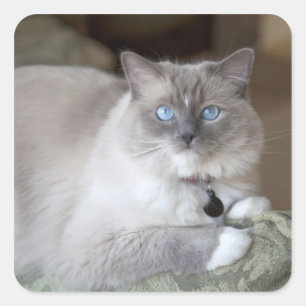 Adesivo Quadrado Gata Ragdoll fêmea