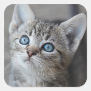 Adesivo Quadrado Gatinho Bonito No Jardim