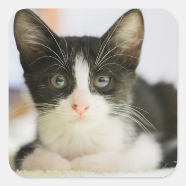 Adesivo Quadrado Gatinho Branco E Preto (Frente)