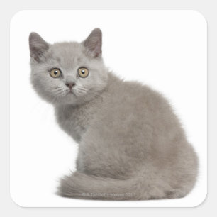 Adesivo Quadrado Gatinho britânico de Shorthair (10 semanas velho)