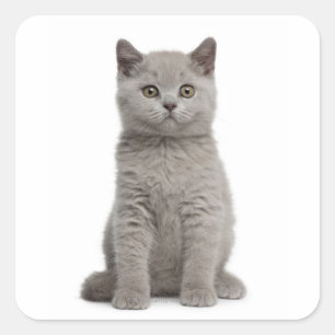 Adesivo Quadrado Gatinho britânico de Shorthair (10 semanas velho)
